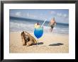 Cocktail And Shell On Beach Near Maca Bana Villas, Point Salines, St. George, Grenada by Holger Leue Limited Edition Print