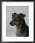 Manchester Terrier by Petra Wegner Limited Edition Print