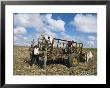 Sugar Cane Harvest, South Coast, Dominican Republic, West Indies, Caribbean, Central America by Guy Thouvenin Limited Edition Print