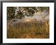 Krak Des Chevaliers Castle (Qala'at Al-Hosn), Syria, Middle East by Christian Kober Limited Edition Print