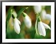 Galanthus (Sam Arnott), February by Mark Bolton Limited Edition Pricing Art Print