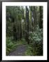 Manoa Falls Hiking Trail In Honolulu, Hawaii by Stacy Gold Limited Edition Print