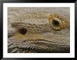 A Close View Of The Head Of A Central Bearded Dragon by Jason Edwards Limited Edition Pricing Art Print
