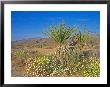 Desert Pincushion And Dandelion, Joshua Tree National Park, California, Usa by Rob Tilley Limited Edition Print