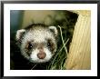 European Polecat, Young, Uk by Les Stocker Limited Edition Print
