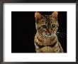 Domestic Cat, Female Brown Spotted Bengal by Jane Burton Limited Edition Pricing Art Print
