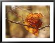 Autumn-Hued Maple Leaf Clinging To A Twig by Charles Kogod Limited Edition Pricing Art Print