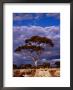 Eucalypt (Eucalypt Sp.) Or Gum Tree In Scrub, Nullarbor Plain, Australia by Diana Mayfield Limited Edition Print