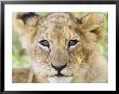 Head On Shot Of Lion Cub Looking At Camera, Masai Mara Game Reserve, Kenya, East Africa, Africa by James Hager Limited Edition Print