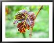 Leaf Of Merlot Grape On Branch Of A Vine, Bergerac, Bordeaux, Gironde, France by Per Karlsson Limited Edition Print