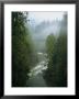 A Salmon Spawning River Runs Through A Temperate Rainforest by Taylor S. Kennedy Limited Edition Print