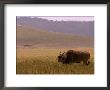A Common Eland Grazing In A Ngorongoro Crater Field (Taurotragus Oryx) by Roy Toft Limited Edition Print