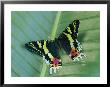 A Madagascan Sunset Moth Lands On A Green Plant by Roy Toft Limited Edition Print