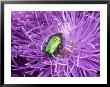 Rose Chafer (Cetonia Aurata) Green Beetle On Chrysanthemum Flower by Philippe Bonduel Limited Edition Print