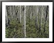 A Forest Of White Birch Trees by Todd Gipstein Limited Edition Print