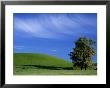 Lone Tree In Wheatfield, Whitman County, Washington, Usa by Julie Eggers Limited Edition Print