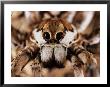 Big-Eyed Wolf Spider, Close Up, Italy by Emanuele Biggi Limited Edition Print
