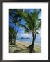 Palm Cove, With Double Island Beyond, North Of Cairns, Queensland, Australia by Robert Francis Limited Edition Print