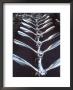 Worker Checking Row Of Gleaming Airplane Propellers At Pratt And Whitney Aircraft Parts Factory by Dmitri Kessel Limited Edition Print