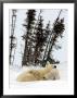 Mother Polar Bear And Two Month Old Cub by Yvette Cardozo Limited Edition Print
