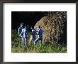 Xhosa Amakweta (Young Men Who Have Just Been Circumcised) Outside Their Hut, South Africa by Roger De La Harpe Limited Edition Pricing Art Print