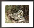 Short-Eared Owl At Nest With Chicks In Heather, Uk by Mark Hamblin Limited Edition Print