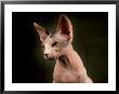 Young Hairless Sphinx Cat by Robert Ginn Limited Edition Pricing Art Print