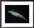 Opalescent Squid, California by Wayne Brown Limited Edition Pricing Art Print