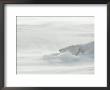 Polar Bear Sleeping In Drifting Snow by Norbert Rosing Limited Edition Print