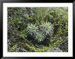 Critically Endangered Kau Silversword Plants And Succulents by Marc Moritsch Limited Edition Print