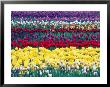 Tulips In Display Field, Washington, Usa by William Sutton Limited Edition Print