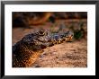 Caiman (Caiman Crocodilus) In Pantanal (Swamp), Pantanal Matogrossense National Park, Brazil by Lee Foster Limited Edition Print