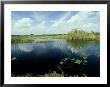 Everglades, Florida by David Tipling Limited Edition Print
