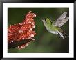 Coppery-Headed Emerald In Flight, Central Valley, Costa Rica by Rolf Nussbaumer Limited Edition Print