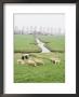 Sheep And Farms On Reclaimed Polder Lands Around Amsterdam, Holland by Walter Rawlings Limited Edition Print