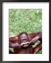 Orangutan Pulling A Face At The Matang Wildlife Centre, Kuching, Sarawak, Malaysia by John Banagan Limited Edition Pricing Art Print