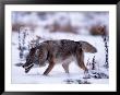Coyote, Canis Latrans, Mn by Robert Franz Limited Edition Print