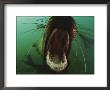 A Young Stellers Sea Lion With Its Mouth Wide Open by Paul Nicklen Limited Edition Print