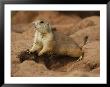 An Alert Prairie Dog At The Entrance To Its Den by Annie Griffiths Belt Limited Edition Print