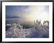 Hoarfrost Covers Branches On The Banks Of The Yukon River by Paul Nicklen Limited Edition Print