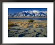 Dunes And Tumbleweeds, Walker Lake, Mt. Grant In Wassuk Range, Nevada, Usa by Scott T. Smith Limited Edition Print
