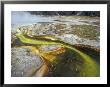 Algal Mats In Geyser Pool, Mammoth Hot Springs, Yellowstone National Park, Wyoming, Usa by William Sutton Limited Edition Print