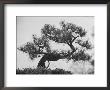 Japanese Pine Trees, Dwarfed And Shaped In Japanese Fashion, At Brooklyn Botanic Garden by Gordon Parks Limited Edition Print