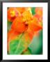 Euphorbia Griffithii Fireglow, Close-Up Of Orange Flower Bract by Lynn Keddie Limited Edition Print