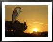 Barn Owl, Tyto Alba Asleep At Sunset by Mark Hamblin Limited Edition Pricing Art Print