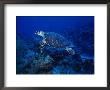 Hawksbill Turtle, Swimming, Caribbean by Gerard Soury Limited Edition Print