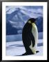Portrait Of An Emperor Penguin In Its Icy Environment by Bill Curtsinger Limited Edition Print