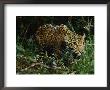 A Jaguar On The Prowl by Steve Winter Limited Edition Print