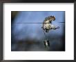 An Eastern Gray Squirrel In Midair by Chris Johns Limited Edition Pricing Art Print