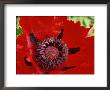 Papaver Orientale (Goliath Group) Beauty Of Livermere, Red Flower by Mark Bolton Limited Edition Print